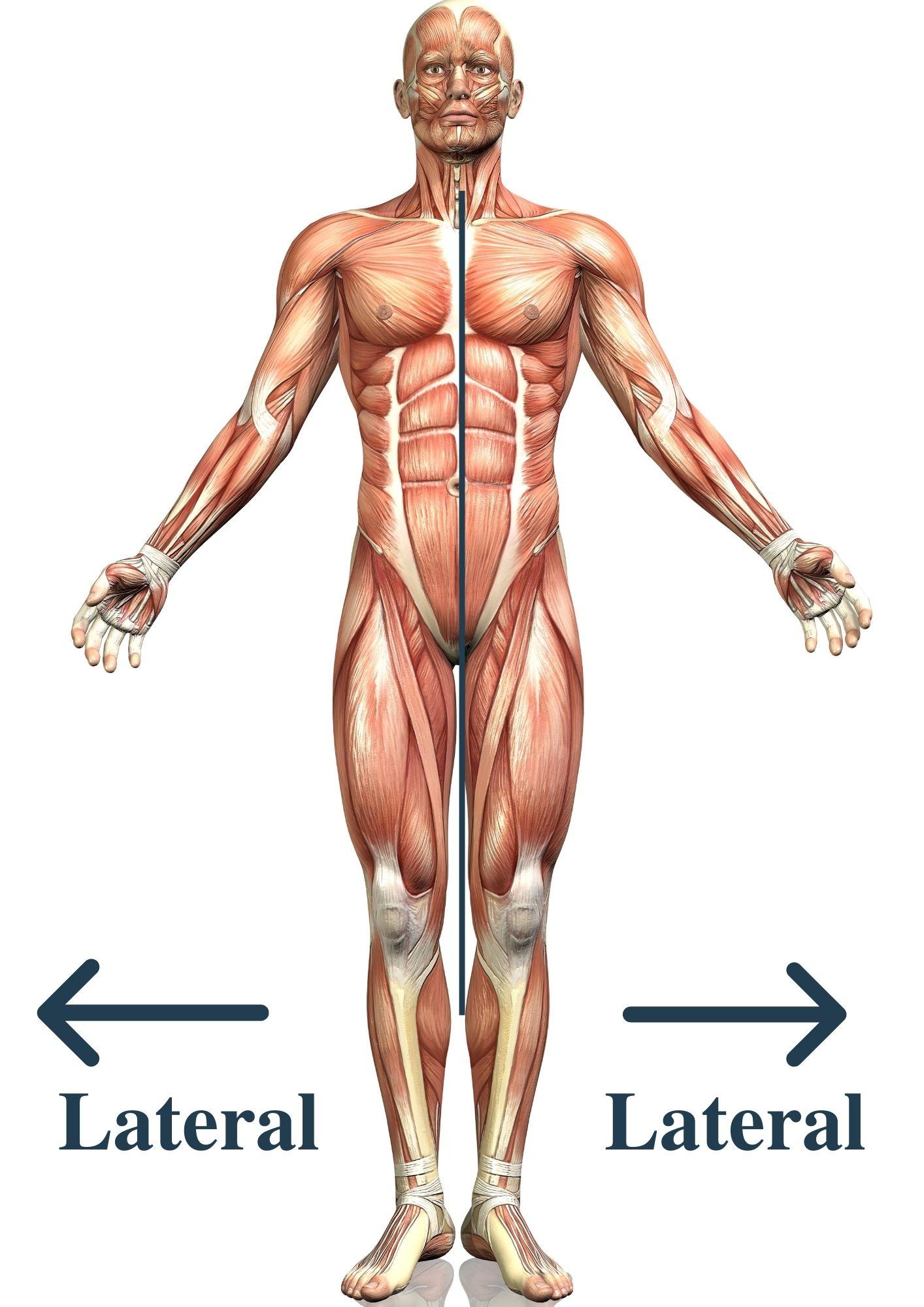 define lateral excursion anatomy